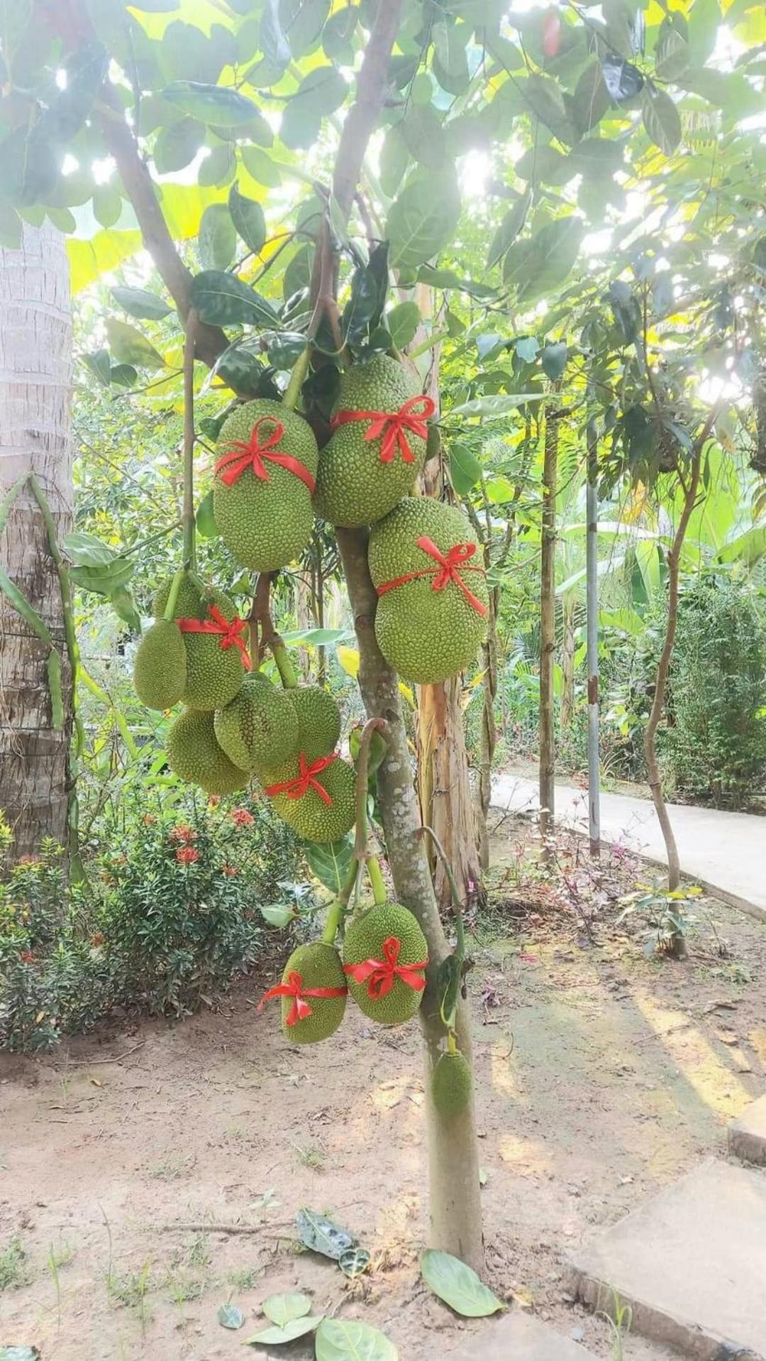 Homestay Nam Ham Luong Ben Tre Bagian luar foto