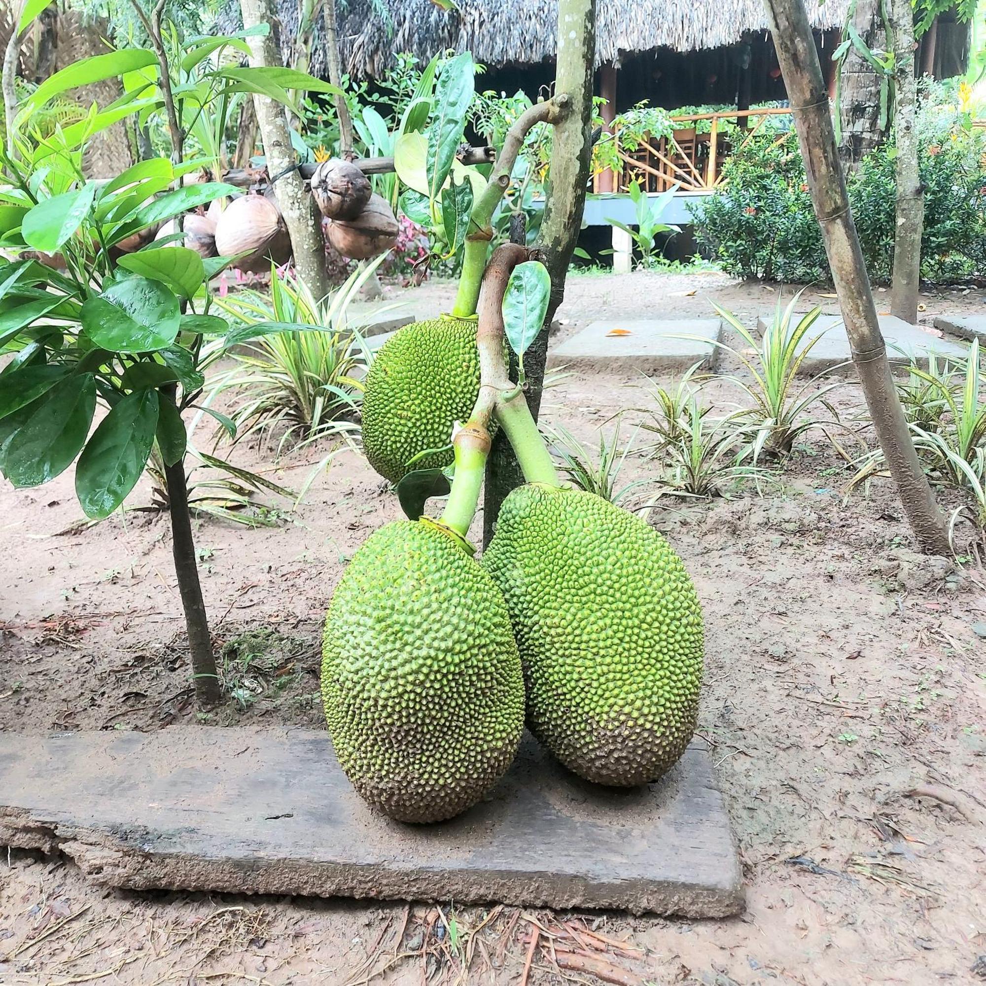 Homestay Nam Ham Luong Ben Tre Bagian luar foto