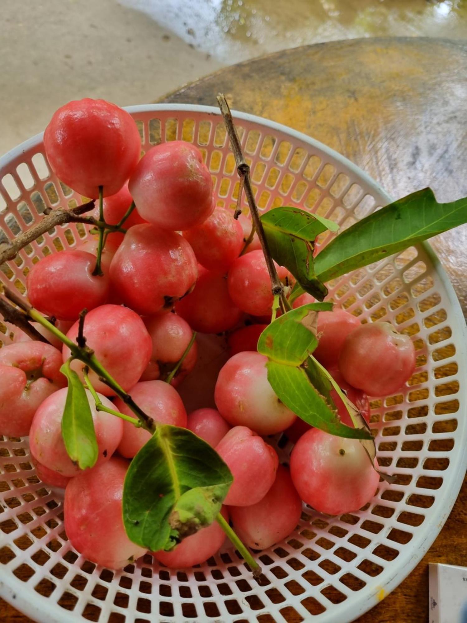 Homestay Nam Ham Luong Ben Tre Bagian luar foto