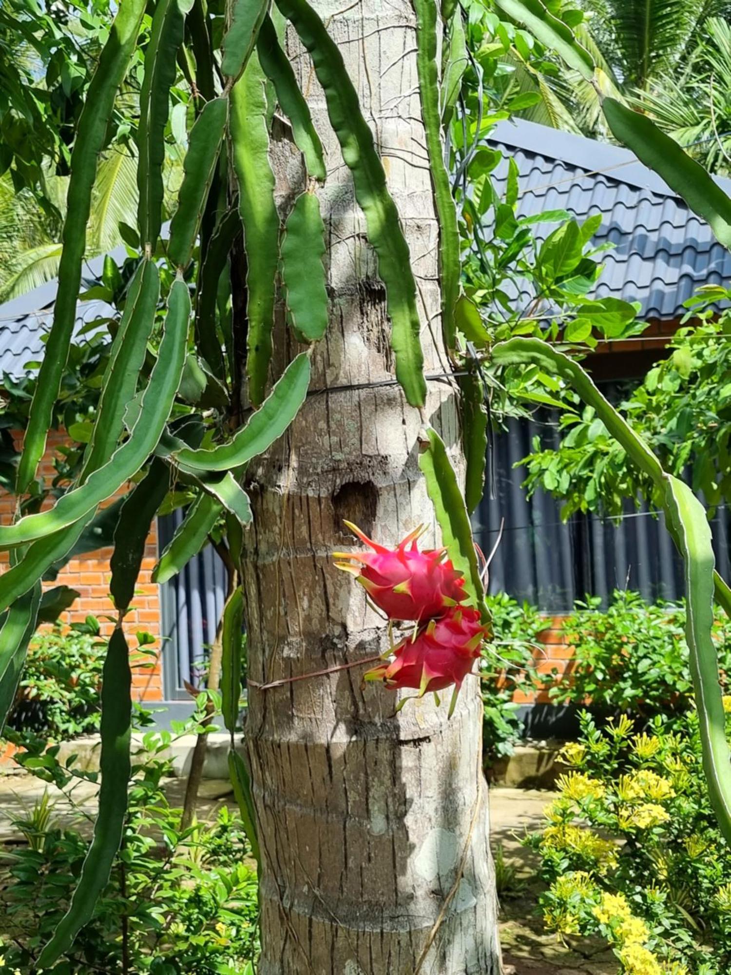 Homestay Nam Ham Luong Ben Tre Bagian luar foto